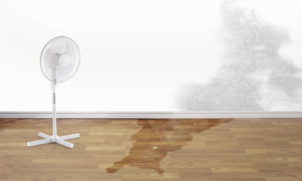 Best Mold removal after water damage  in Kiawah Island, SC